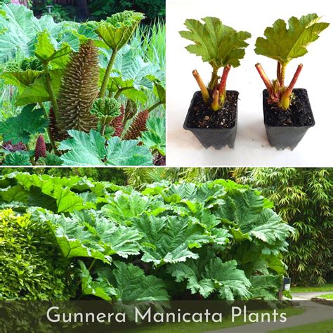 where can i buy gunnera manicata